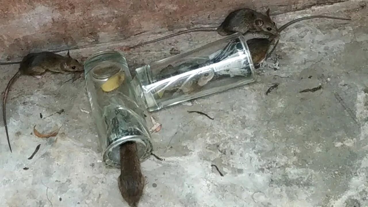 Как поймать мышь в квартире ночью. Гуманная ловушка для мышей. ловушка для мышей из баллона. мышеловка из баллона. поймать мышь.