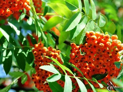 Ах ягода рябина горькая на вкус