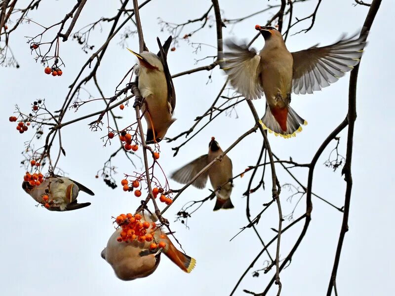 птицы подлетали с ир хорошо весной. свиристель ареал. птицы весной в полете. птицы. птицы весной.