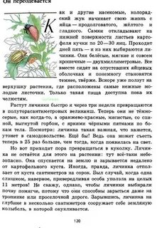 Читать рассказ странички жизни