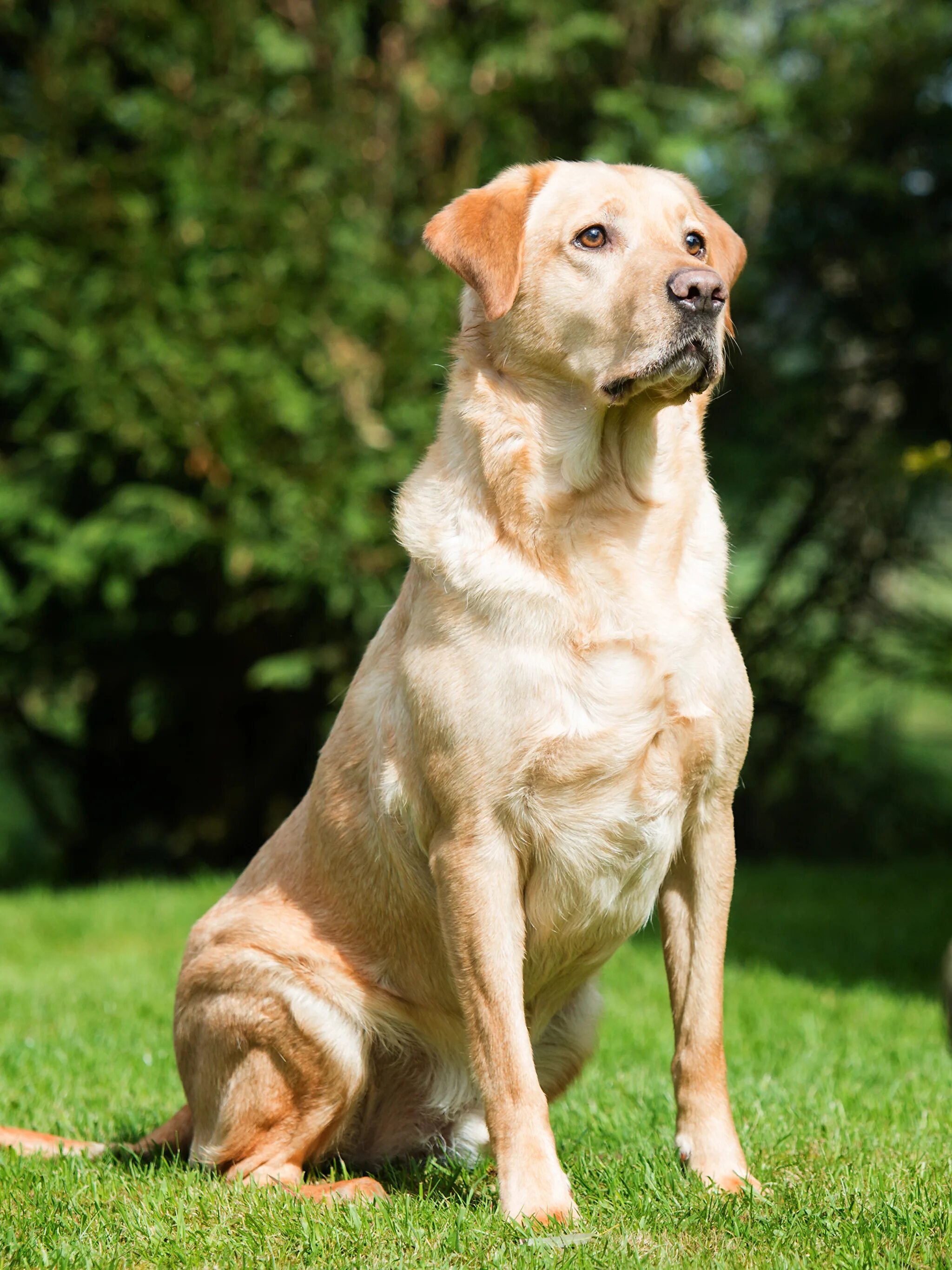 собака золотистый лабрадор. лабрадор ретривер с детьми. сидящая собака. фотографии собак. лабрадор ретривер с детьми.