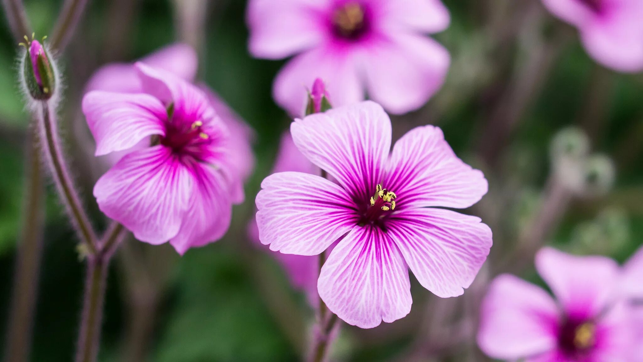 Ое цветы. Герань Кентерберийская. Герань виолоцветная. Герань Geranium “Purple Ghost”. Герань Лесная фиолетовая.