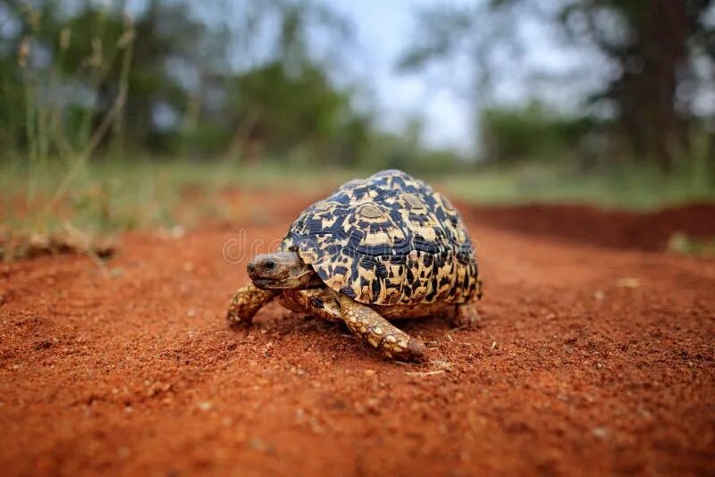 Leopard tortoise
