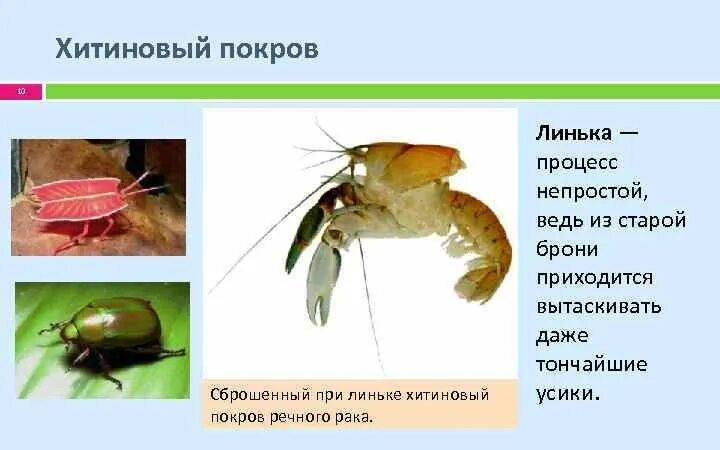 Линька членистоногих. Хитиновый Покров у членистоногих. Тип Членистоногие Хитиновый Покров. Хитиновый панцирь членистоногих. Какое значение имеет хитинизированный покров тела