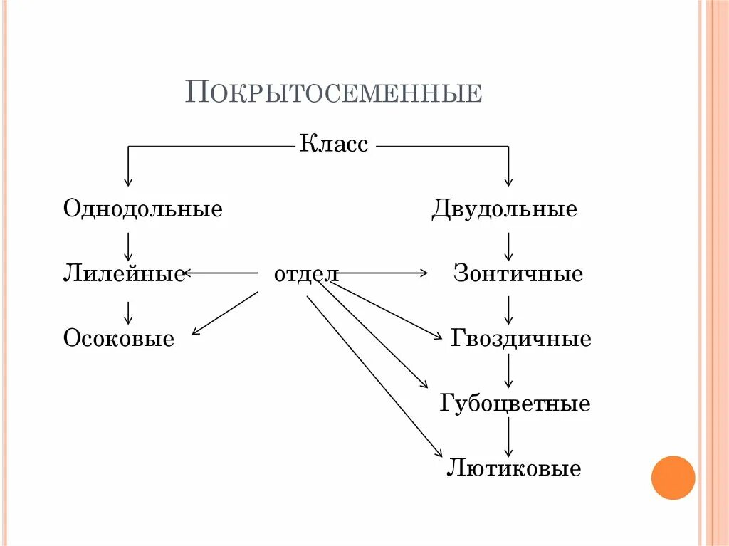 Функции покрытосеменных. Классификация покрытосеменных схема. Жизненный цикл покрытосеменных схема. Систематика покрытосеменных растений. Классификация покрытосеменных растений схема.