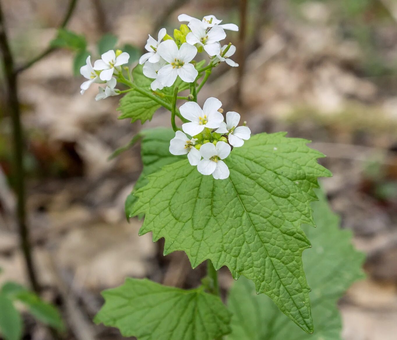 Чесночница черешковая растение. Alliaria officinalis. Чесночница Alliaria. Чесночник черешчатый.