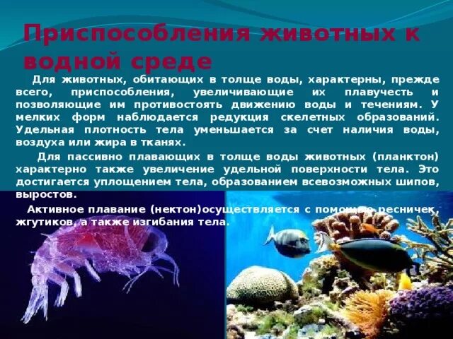 Приспособленность организмов в океане