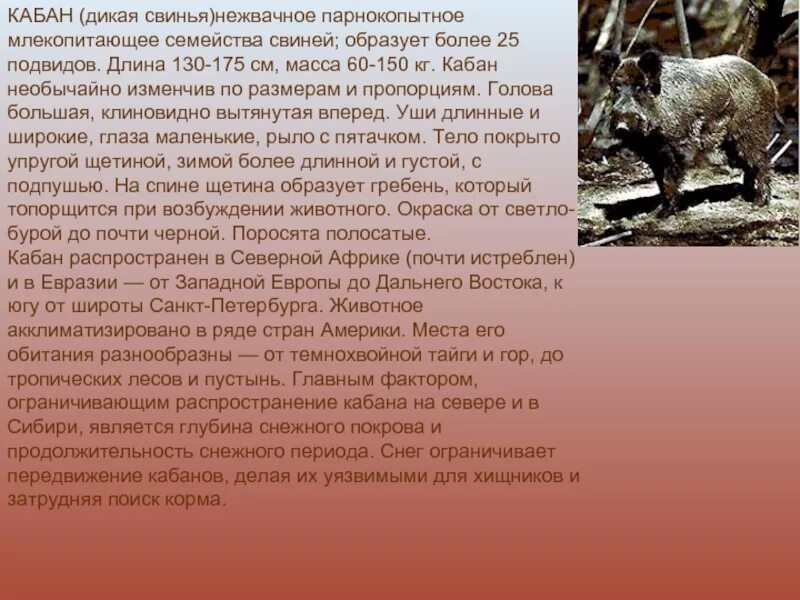 Описание кабана. Кабан. Кабан описание для детей. Кабан значение. Доклад про кабана.