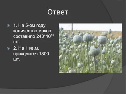 Сколько маков