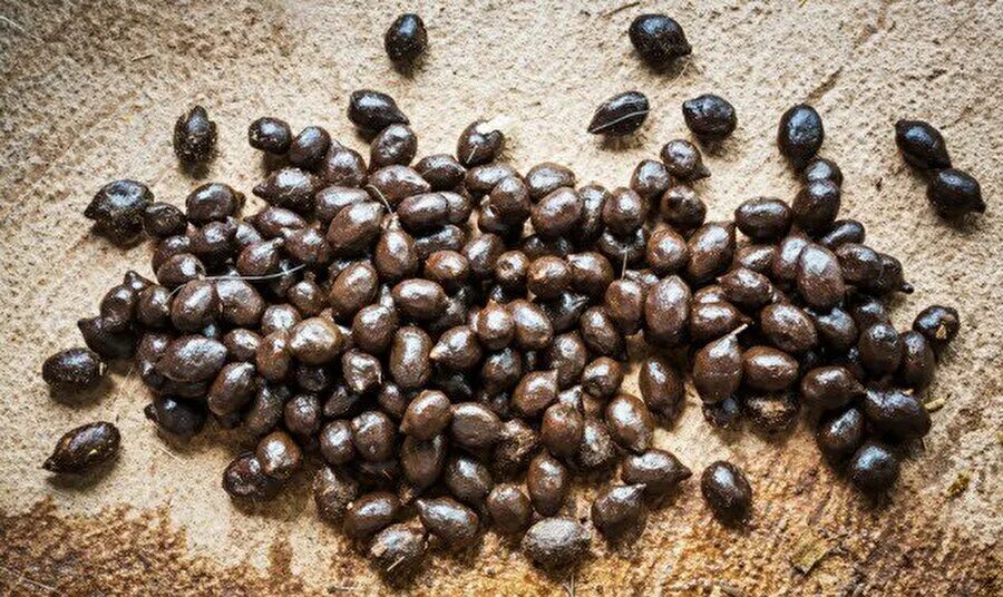 Экскременты диких животных. Шарик коза. Козий кал. Козий кал. Козий кал.