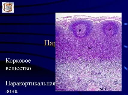 Содержит лимфоидную ткань