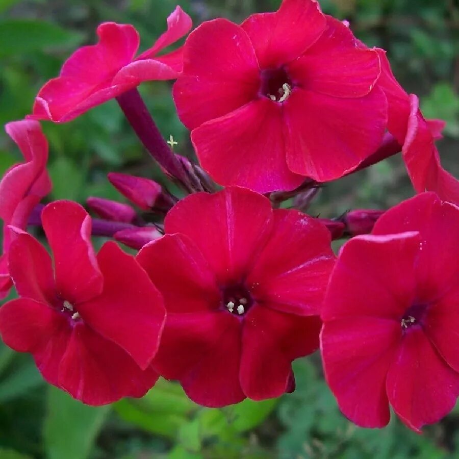 флокс мисс мари. флокс phlox мэри. флокс мари. флокс метельчатый мари. флокс мари.