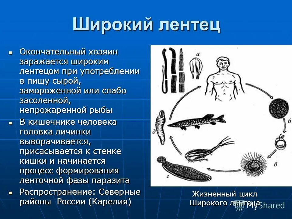 Можно считать человека окончательным хозяином широкого лентеца