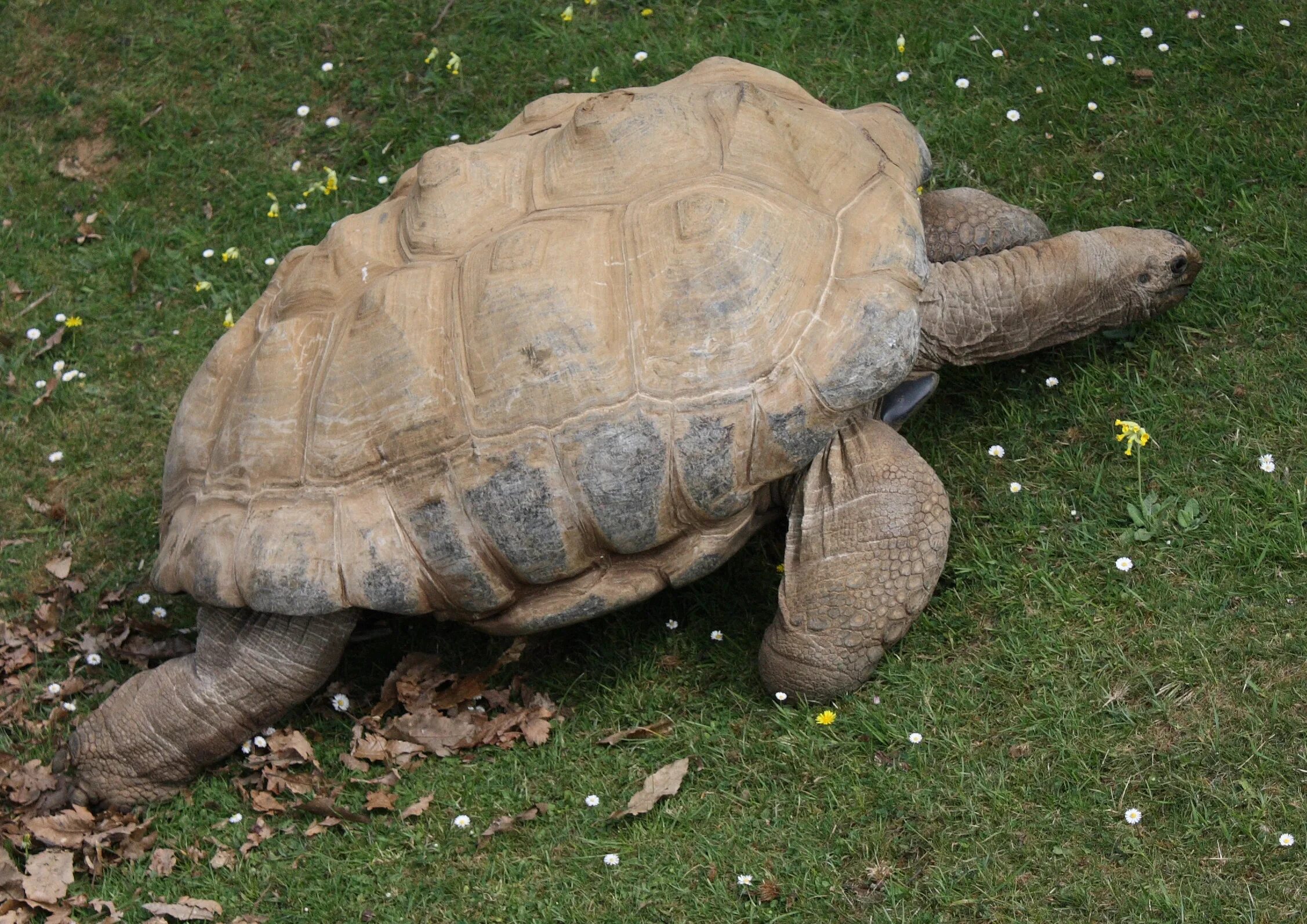 Old turtle
