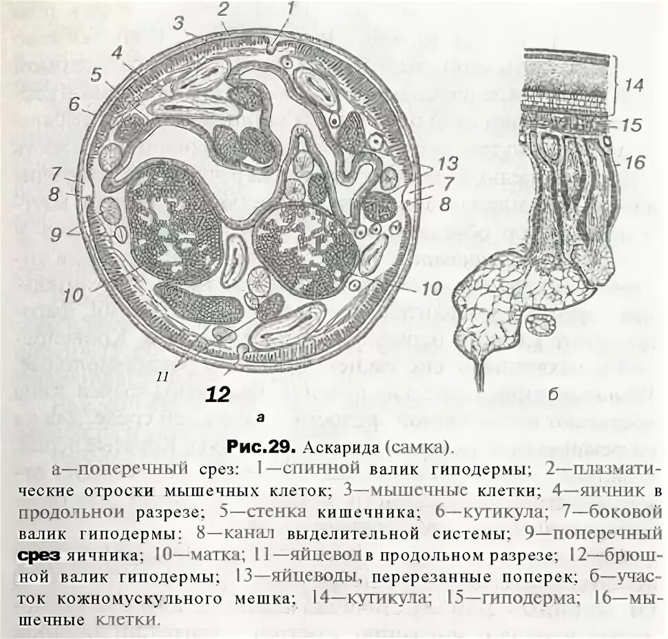 Кутикула аскариды. Кутикула аскариды