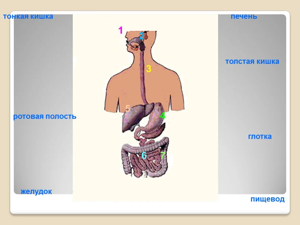 Пищевод печень толстая. Окружающий мир пищеварительная система. Части пищеварительной системы 3 класс. Пищеварительная система человека для детей 3 класса. Система пищеварения человека 3 класс.