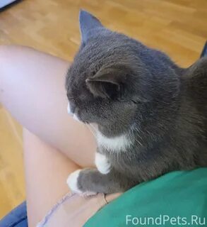 Центр кот отзывы
