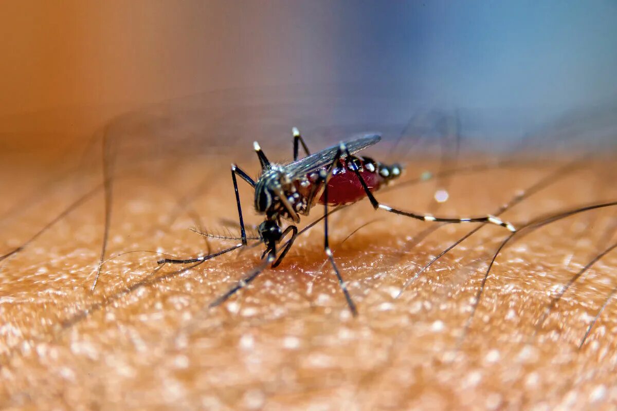 Комары переносчики заболеваний. Aedes комар заболевания. Комары переносчики лихорадки.