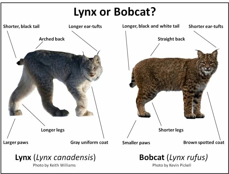 Длина рыси. Бобкэт и Рысь отличия. Разница между Lynx и Bobcat. Рысь Размеры. Кошка и Рысь сходства и различия.