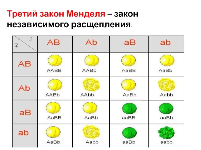 Дигибридное скрещивание аавв аавв. 3 Закон Менделя схема. Третий закон Менделя решетка Пеннета. Схема 3 закона Мендел. Три закона Менделя схемы.