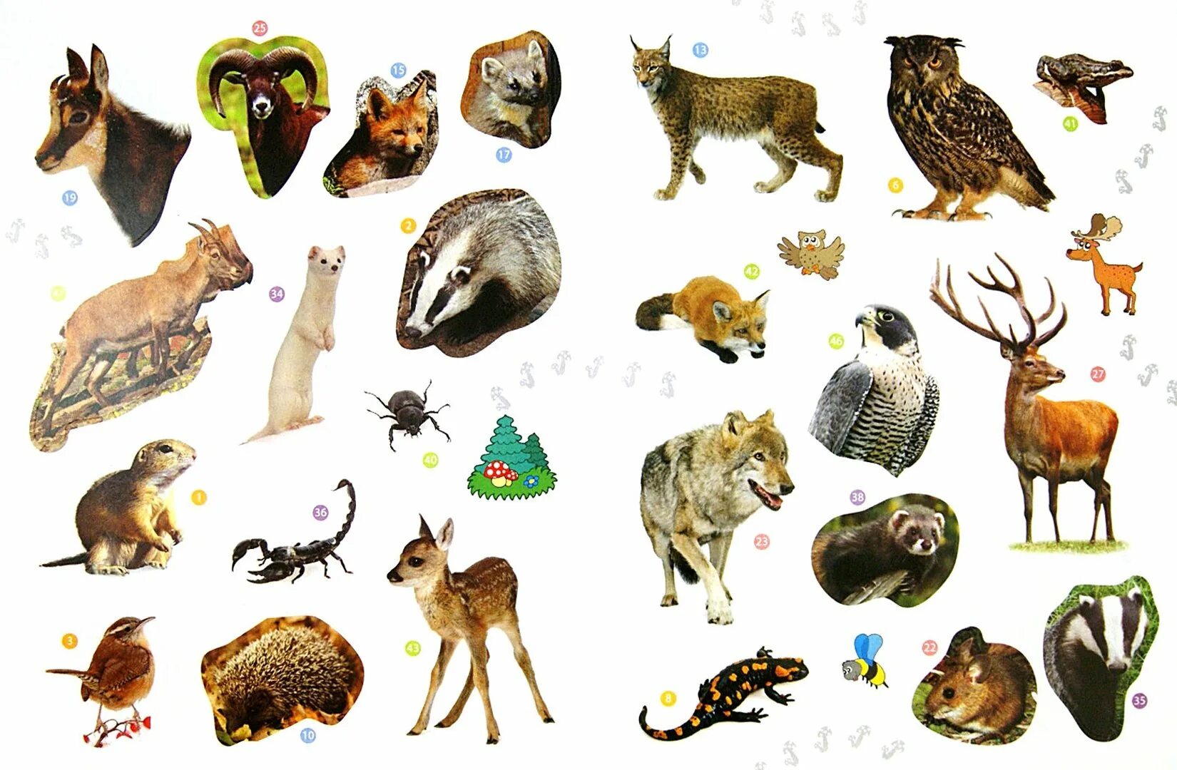 В названии лесного зверька две буквы. Лесные животные для детей. Животные наших лесов. Дети диких животных. Животные леса для дошкольников.