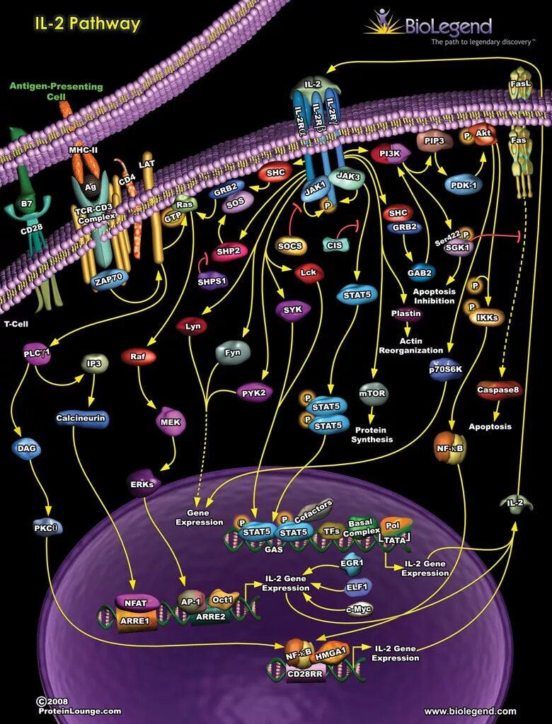 Pathways 2. Biolegend. mol biology pathways.