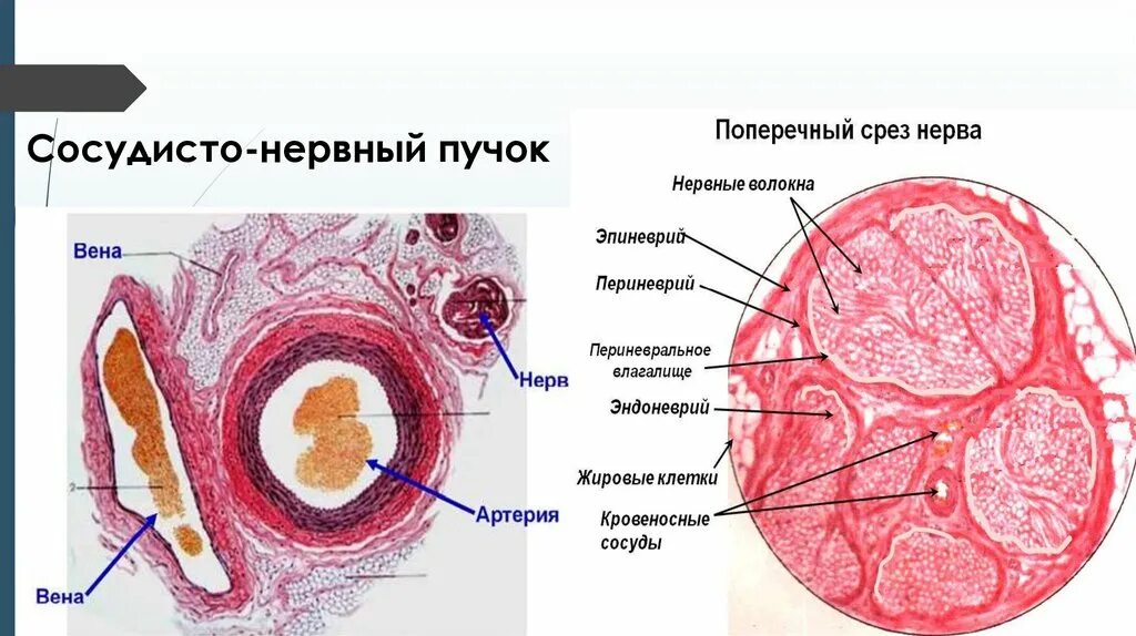 Сосудистонервный пучок гистология. Нервно-сосудистый пучок гистология. Сосудисто нервный пучок гистология препарат. Нервный пучок гистология препарат.