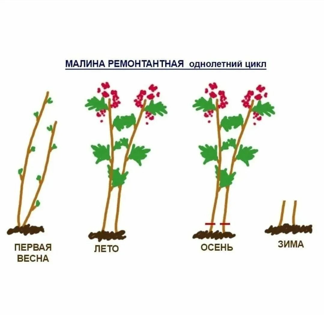 Обрезка ремонтантной малины весной. Схема обрезки ремонтантной малины. Обрезка ремонтантной малины осенью. Обрезка ремонтантной малины осенью схема. Обрезка малины весной как правильно
