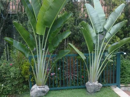 Age plant
