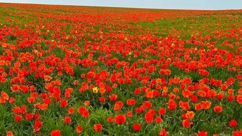 Үлкен өлшемді қыз үшін дұрыс секс позициясы