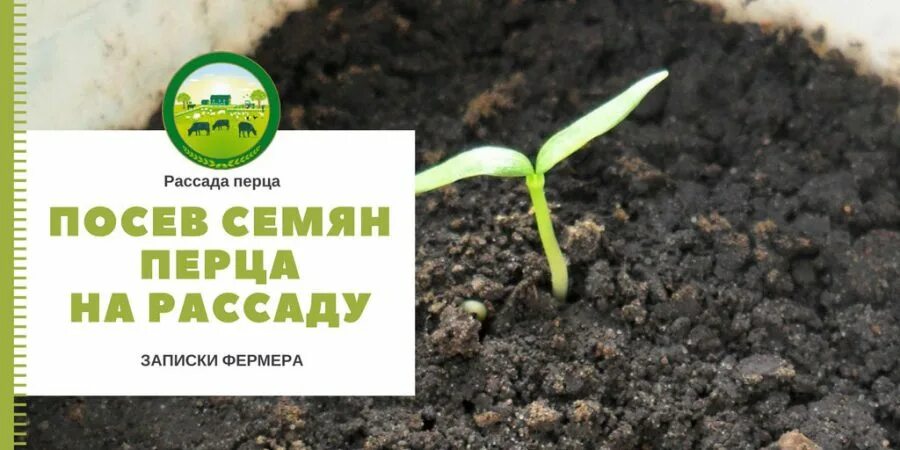 Семена время работы. Посадка перца. Посеяла перец когда насаживать. Посадка семян болгарского перца из магазина отзывы. Тема посадка перца как правильно написать.