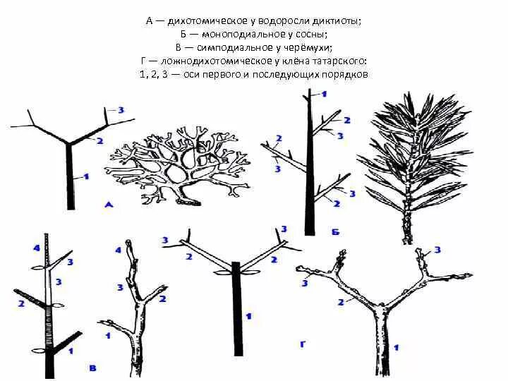 Типы нарастания. Ложнодихотомическое ветвление побегов. Моноподиальное и симподиальное ветвление. Симподиальное ветвление побега. Ложнодихотомическое нарастание побега.