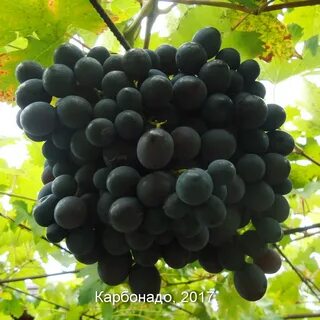 Винограда 8 букв