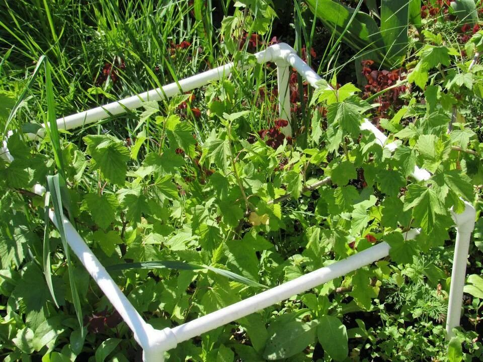 Как сделать кусты смородины. Подвязка кустов смородины и крыжовника. ограждение для смородины. опора для смородины. ограждение для крыжовника.