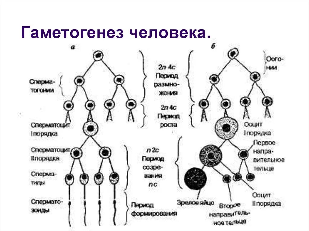 Гаметогенез у человека