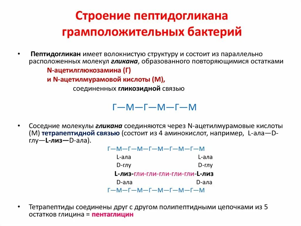 Пептидогликан бактерий