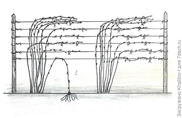 Посадка малины Кумберленд. Малина Кумберленд на шпалере. Чёрная малина Кумберленд обрезка. Подвязка малины Кумберленд. Как обрезать ежемалину