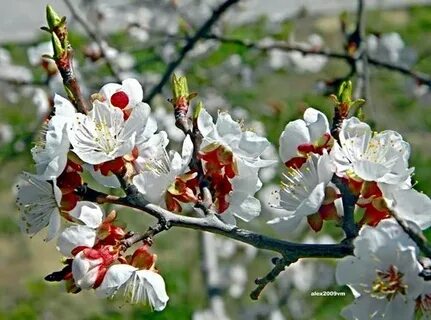 Нова расцветающая