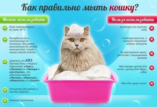 Котятам месяц можно купать. Как правильно мыть кота. Кошку моют. Купание кошки. Советы как помыть кошку.