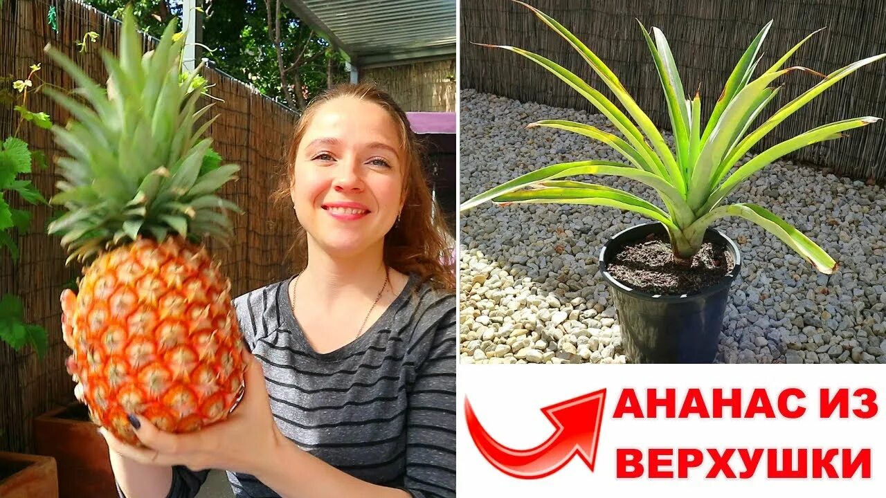 Как пересадить ананас. Вырастить ананас. ананас дома в горшке. ананас растет дома. как растет ананас дома.