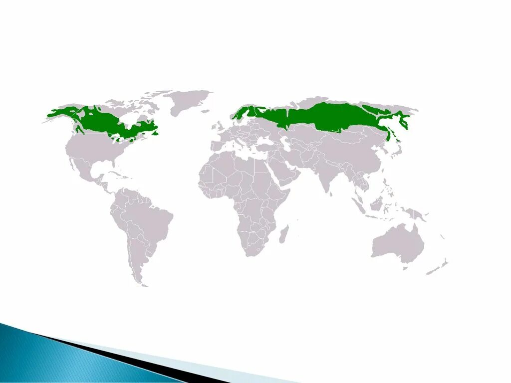 Самая крупная по площади природная зона. Географическое расположение тайги на карте. Географическое положение тайги на карте.