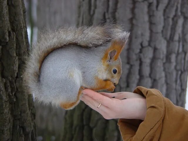 Беличья шубка. Беличья шкурка. Шубка белки зимой и летом. Шубки беличьи носила. Питерские белки.