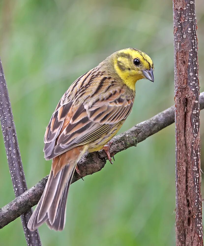 Emberiza citrinella. Чиж овсянка зеленушка. Овсянка птица и зеленушка. Зяблик зеленушка.