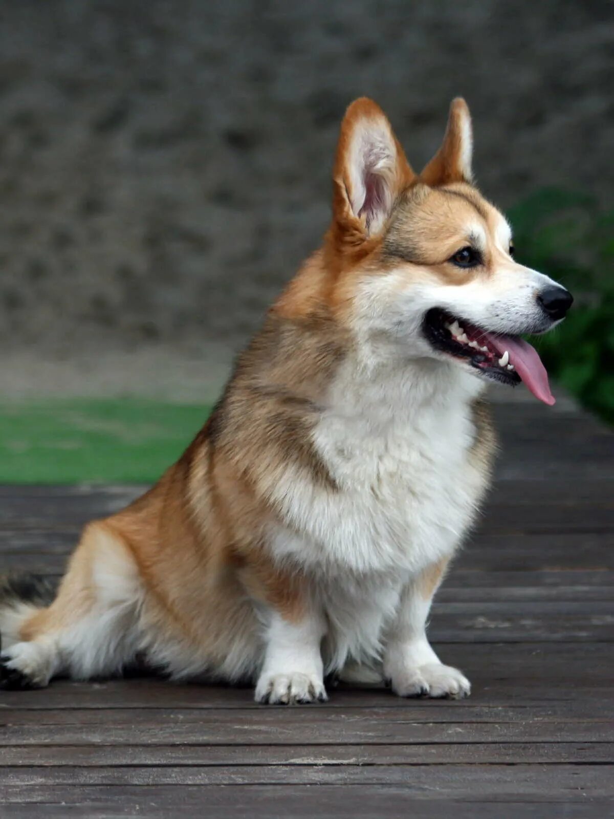 корги пемброк мраморный. вельш корги пемброк расцветки. соболиный корги пемброк. корги окрасы. корги кардиган соболиный.