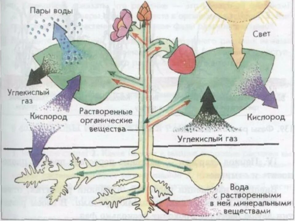 Обмен вещест у расткрмей. Обмен веществ у растений. Метаболизм растений. Схема обмена веществ у растений. Растения в процессе дыхания выделяют органические вещества