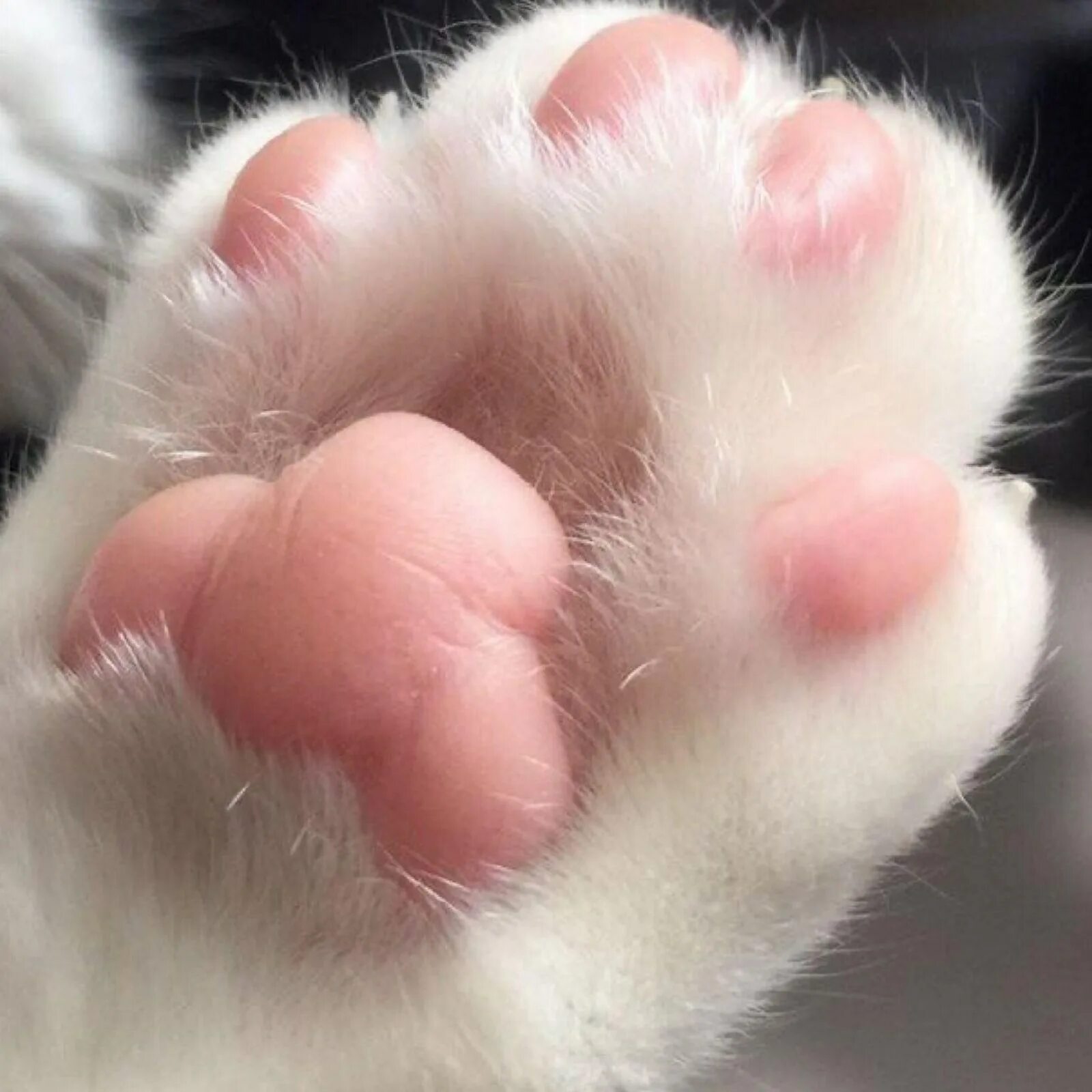Кошачья лапка. Кошачья лапа. Собачья лапа. Лапка кота. Кошачья лапа.