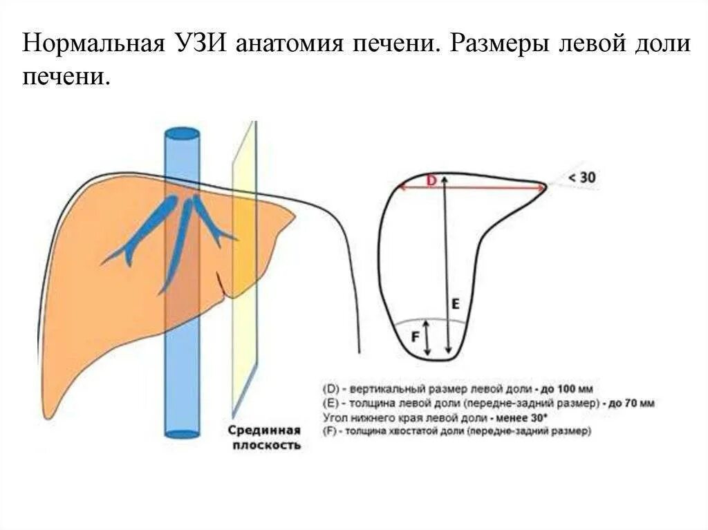 Размер печени 4 года. Размер печени 4 года