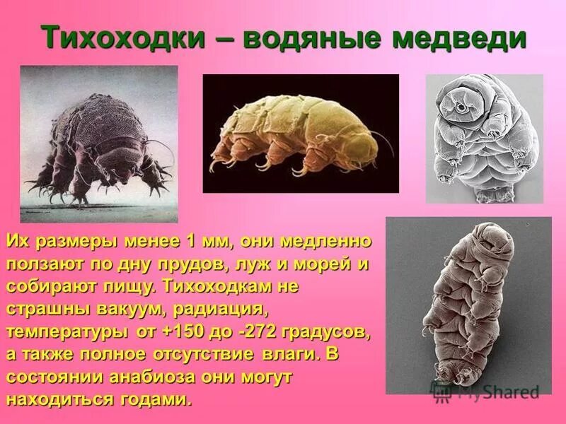 тихоходка может выжить в космосе. тихоходка криптобиоз. тихоходка строение тела. тихоходка существо описание. систематика тихоходок.