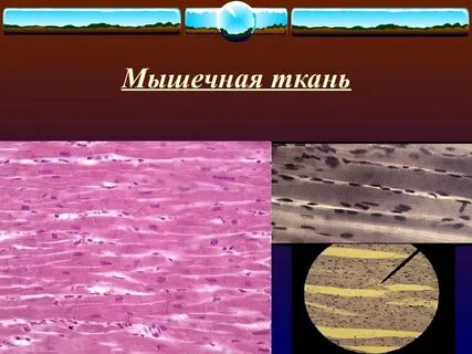 Барьерные ткани