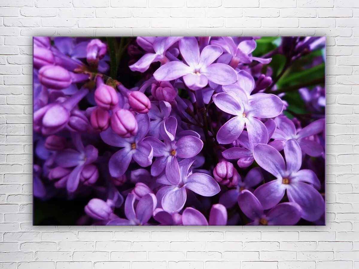 Сирень сенсейшен. Цветы сирени. Сирень сиреневая. Lilac фото. Сирень пурпурная.